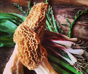 Locally foraged morel mushrooms, wild leeks, and asparagus